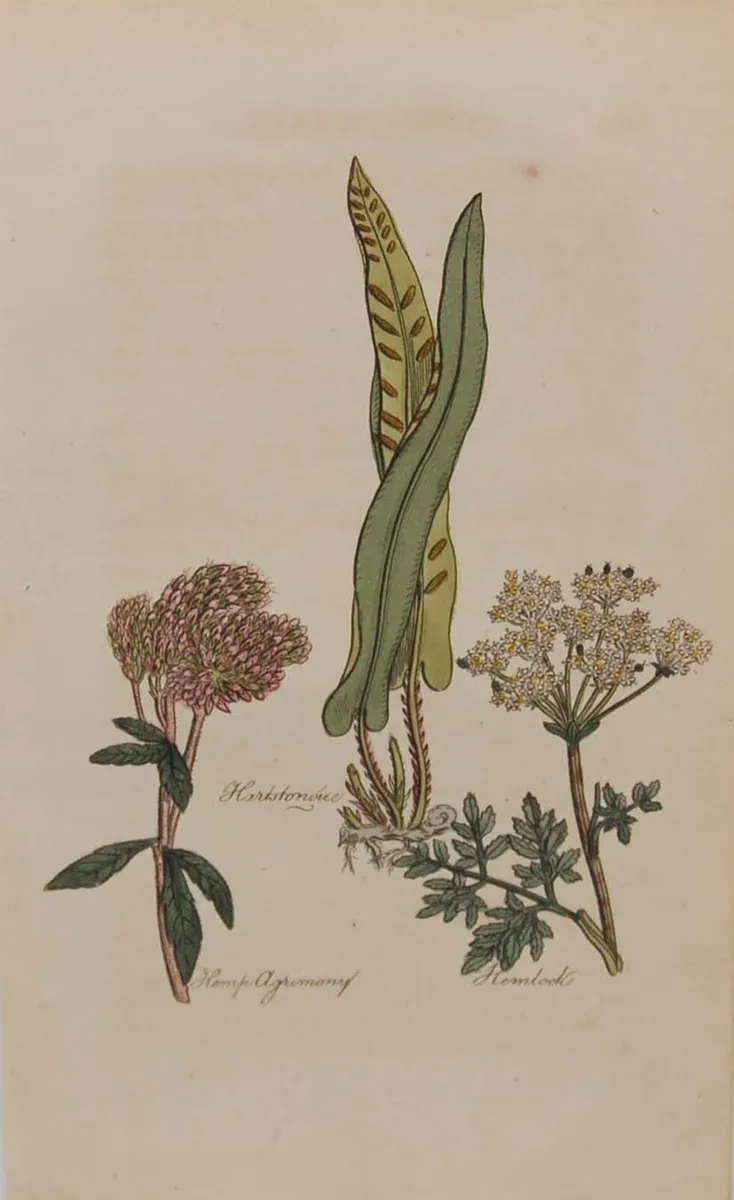 1812 Hemlock Antique Botanical Print - Image 1