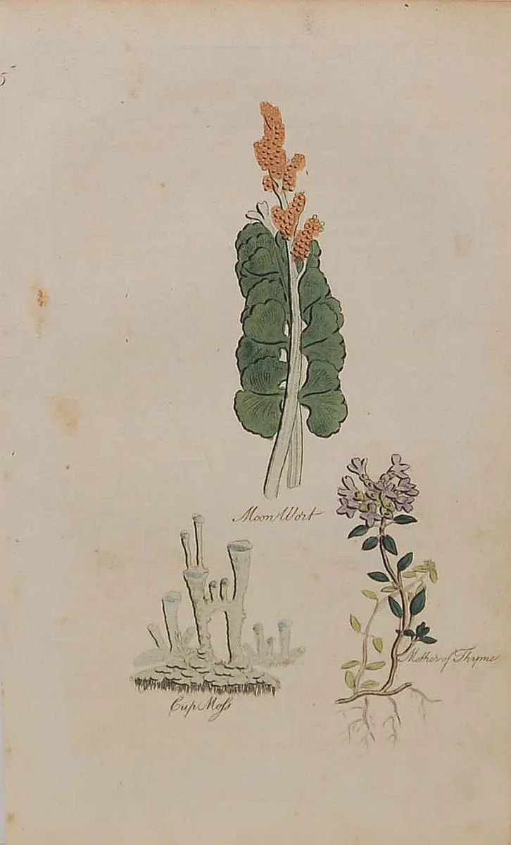 Mother of Thyme 1812 Antique Botanical Print - Image 1