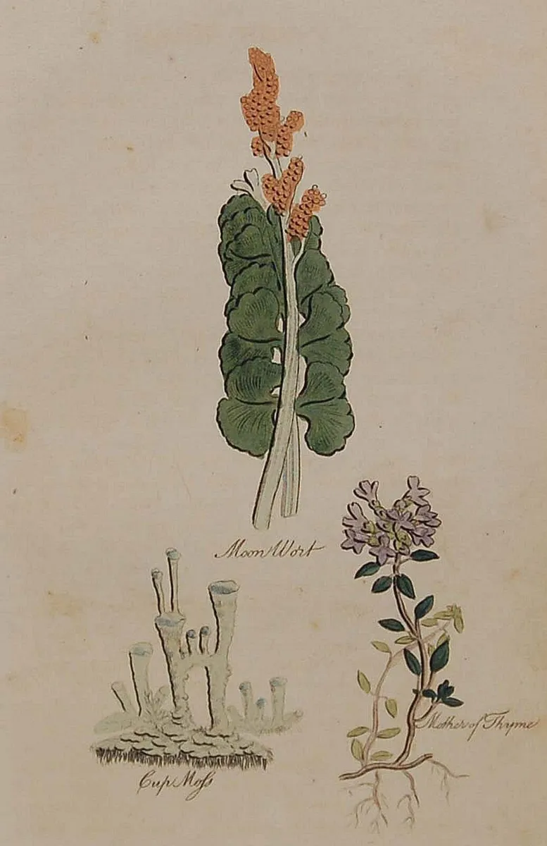 Mother of Thyme 1812 Antique Botanical Print - Image 2