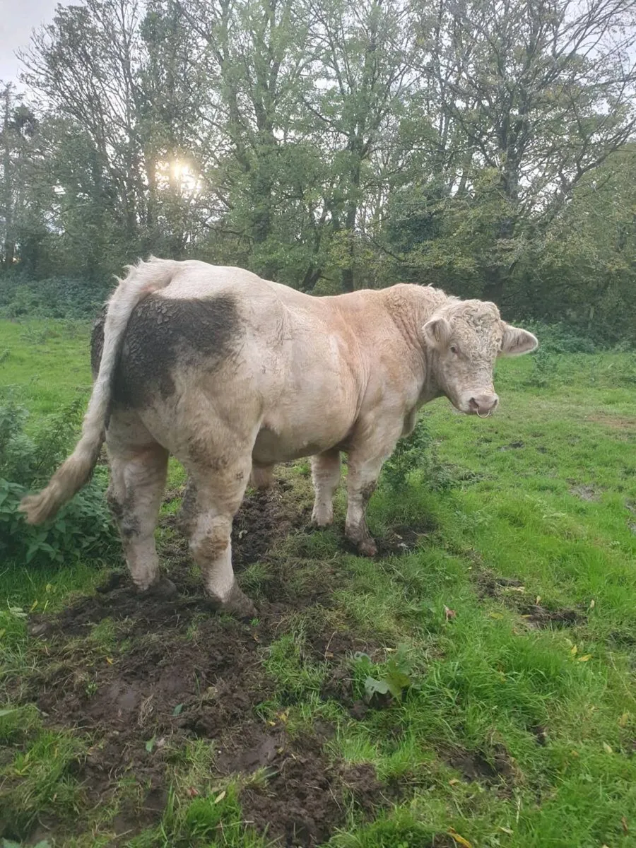 CF52 PB Charlaois Bull - Image 1