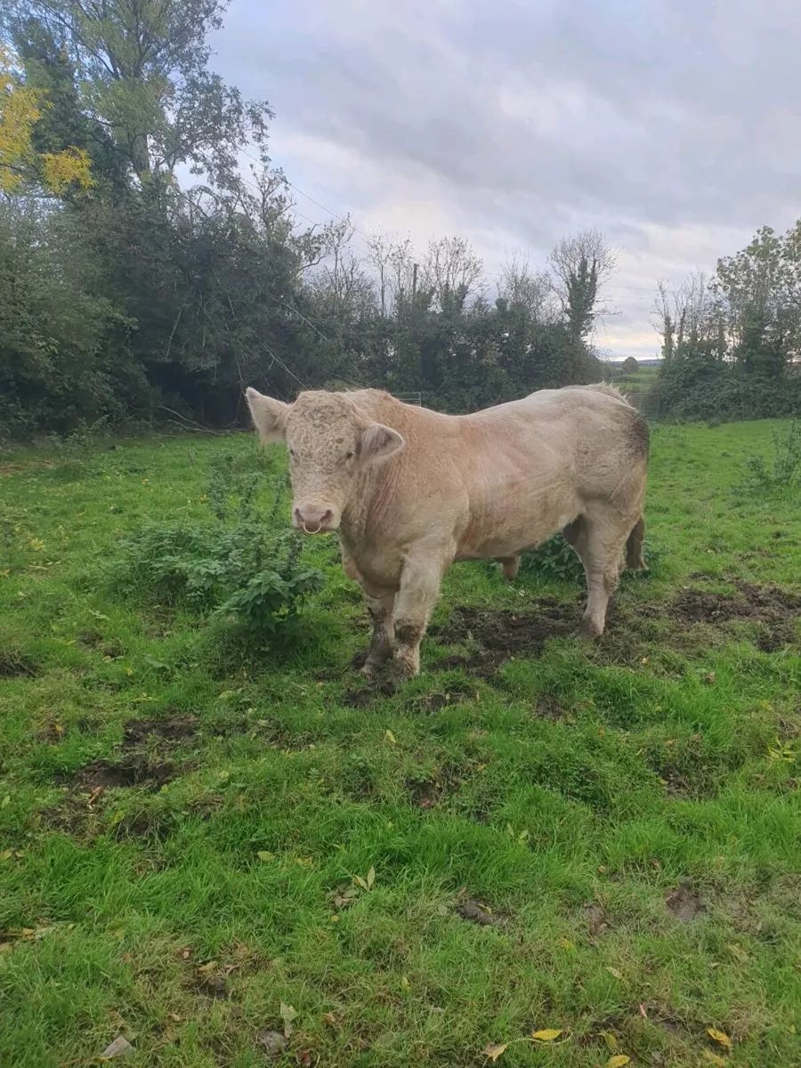 CF52 PB Charlaois Bull - Image 2