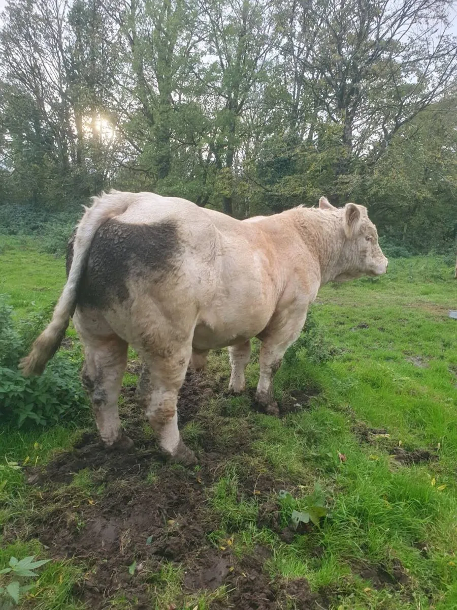 CF52 PB Charlaois Bull - Image 3