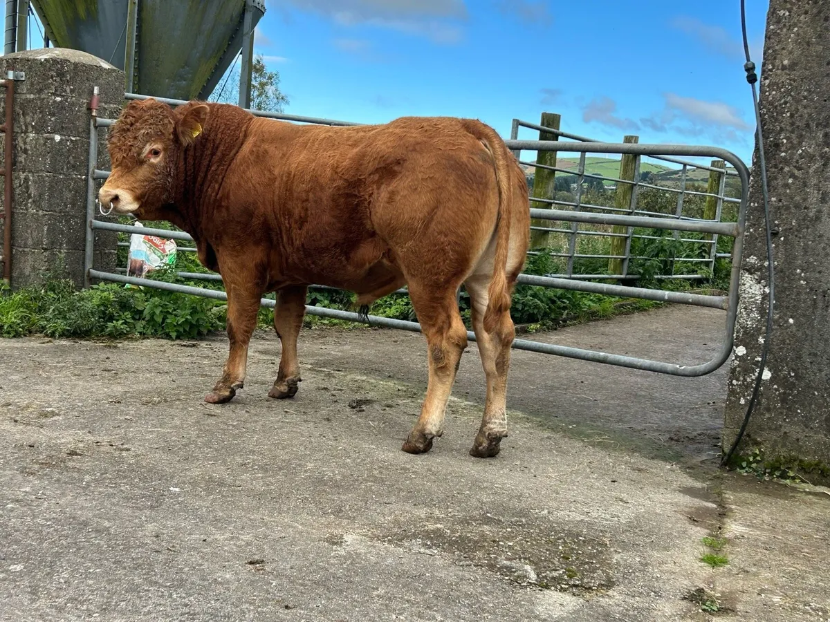 Pedigree Limousin Bull - Image 4