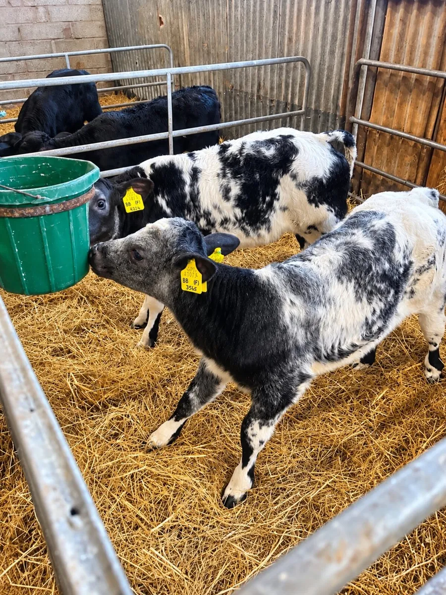 Blue and Angus heifer calves - Image 1