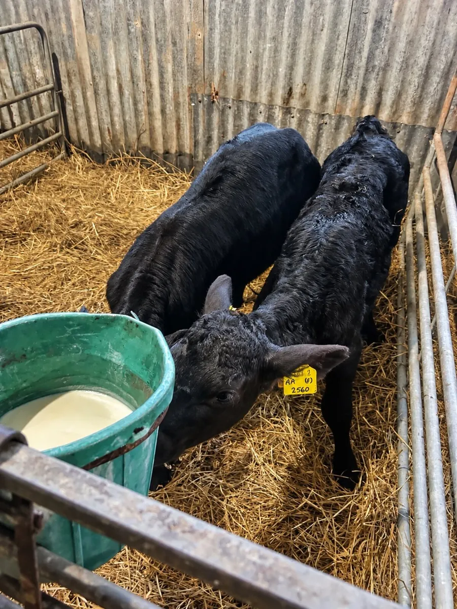 Blue and Angus heifer calves - Image 2