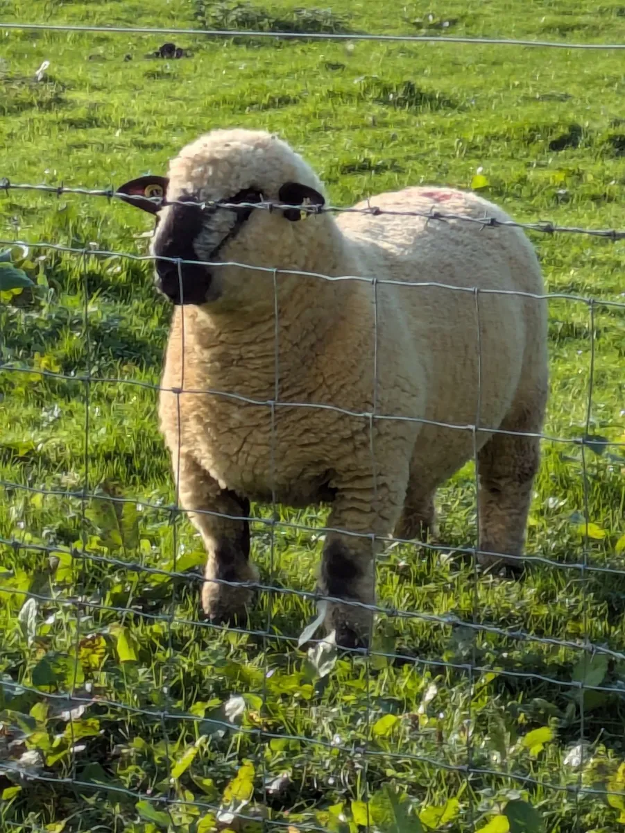 Sheep - Image 1