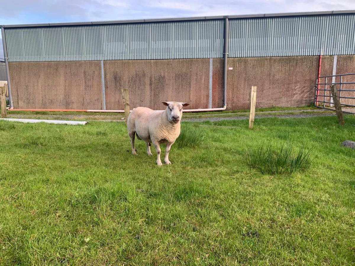 Ram - Image 3