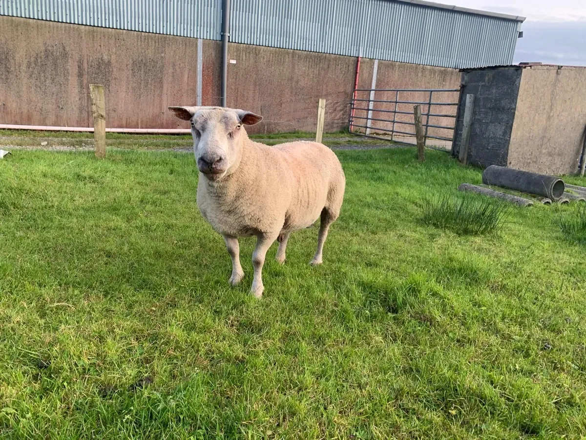 Ram - Image 2
