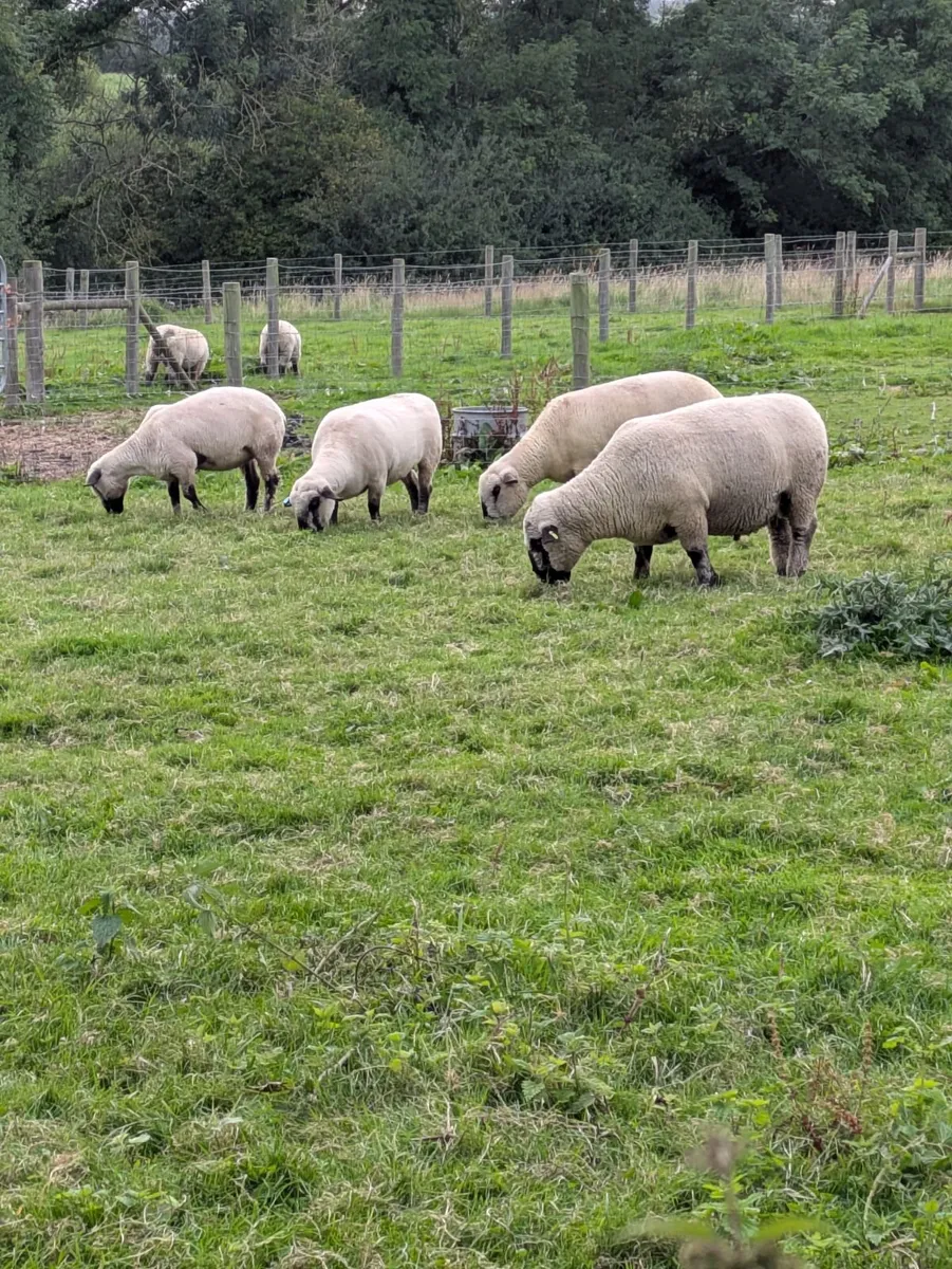 Sheep - Image 2