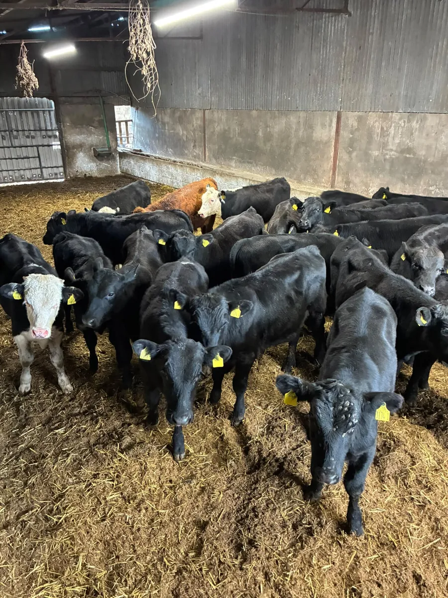 Angus Hereford and lim bulls - Image 4