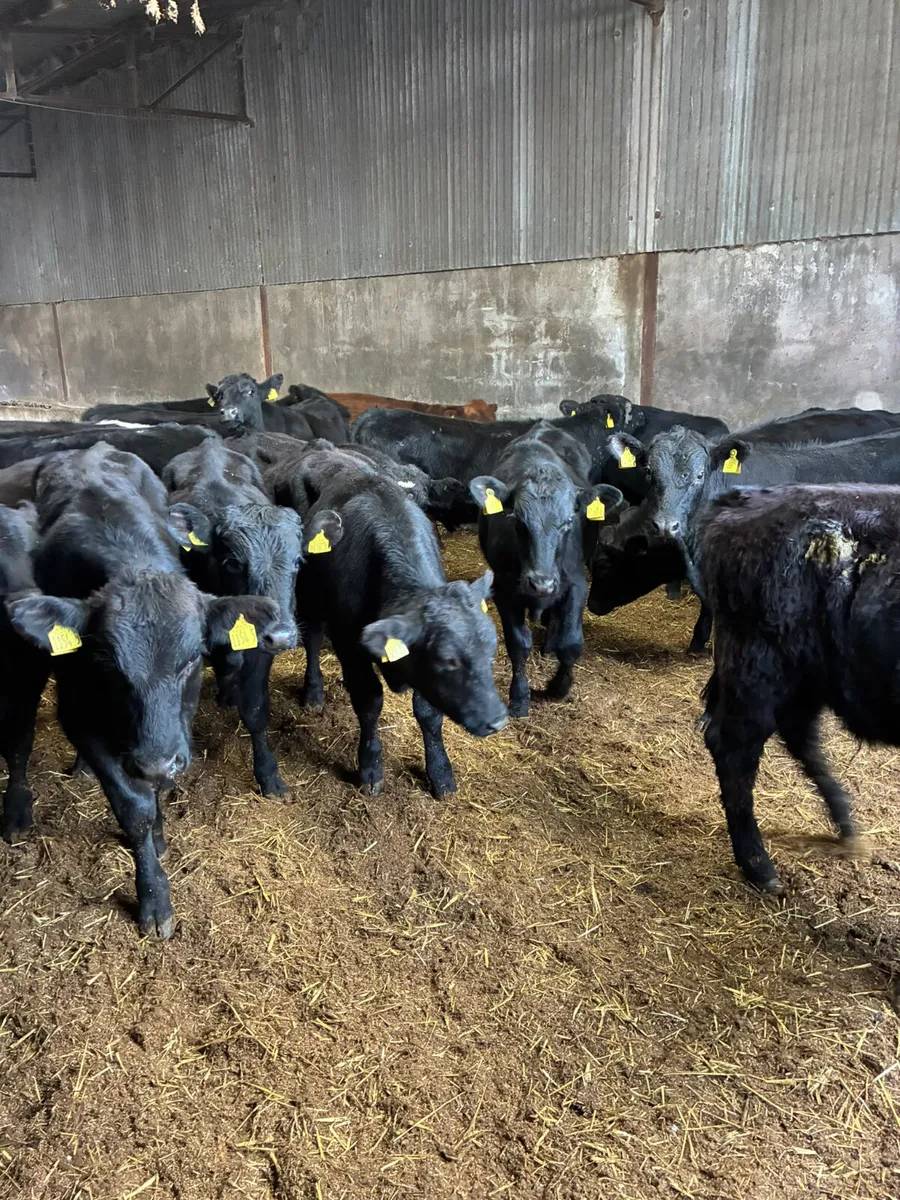 Angus Hereford and lim bulls - Image 3