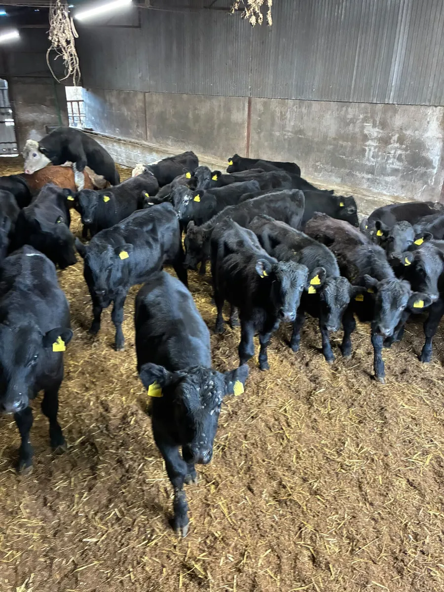 Angus Hereford and lim bulls - Image 2