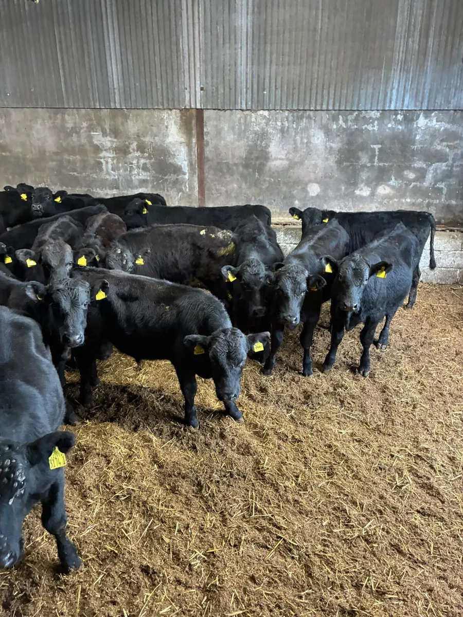 Angus Hereford and lim bulls - Image 1