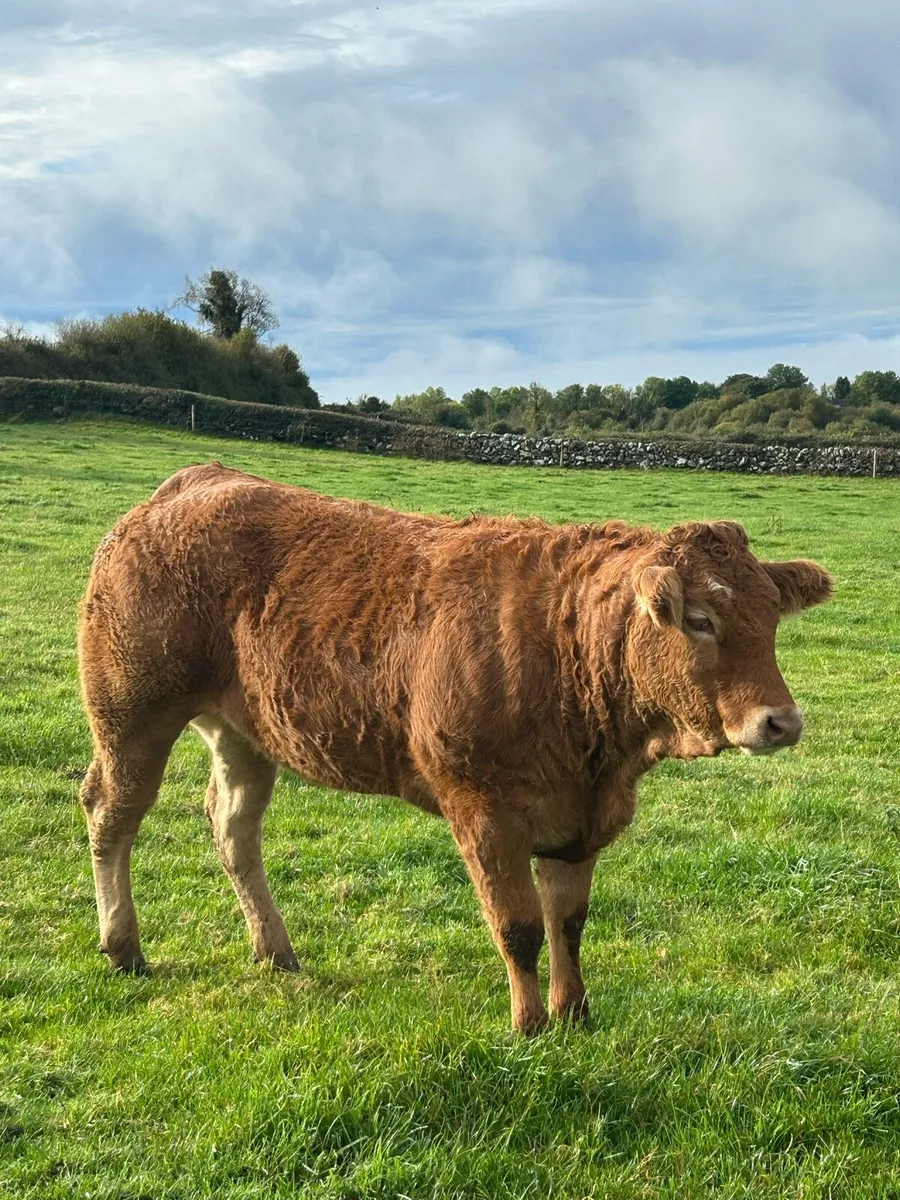 Super Red Limousine Heifers - Image 4