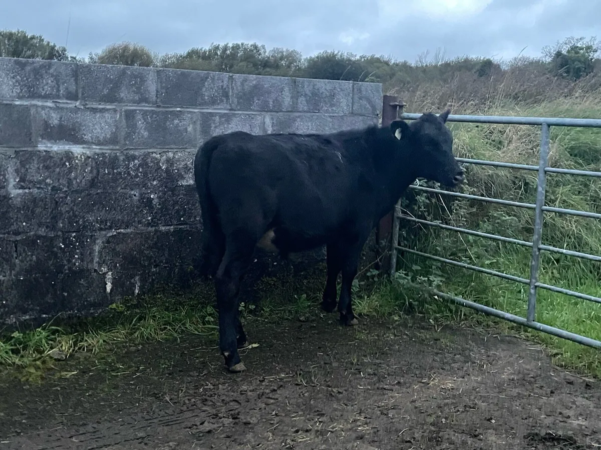 Bullock - Image 1