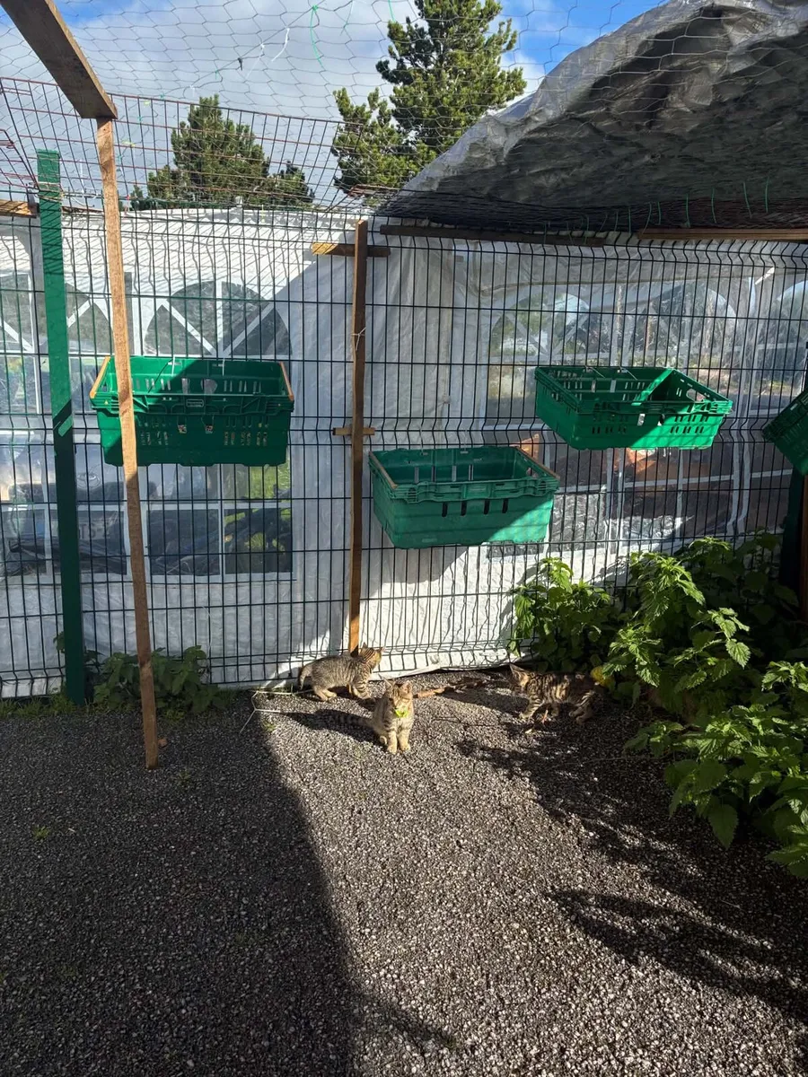 Cat Rescue - Image 1