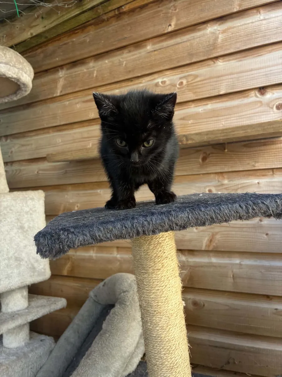 Cat Rescue - Image 2
