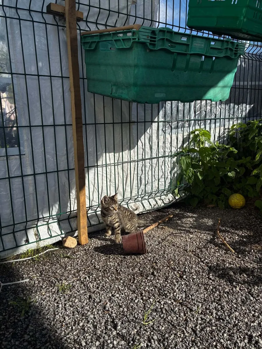Cat Rescue - Image 3