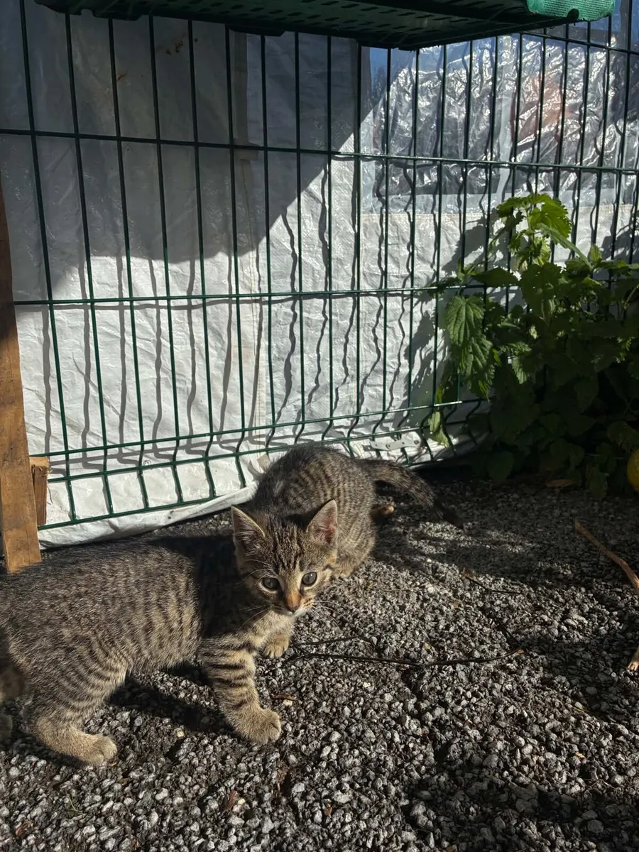 Cat Rescue - Image 4