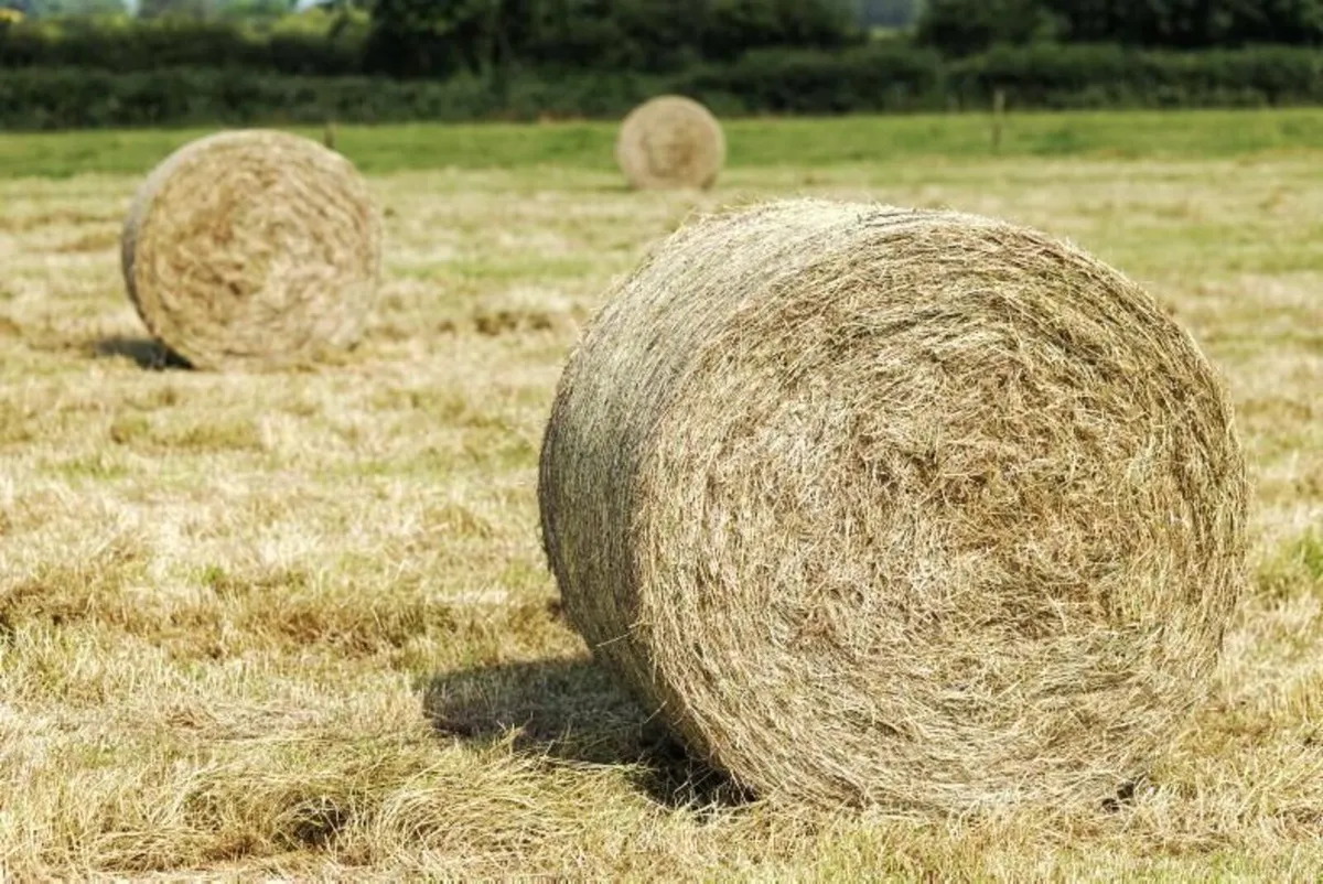 🌾 Top-quality Hay and Haylage - Image 2