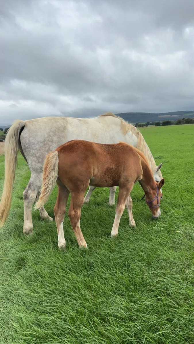 Irish draught Filly foal - Image 4