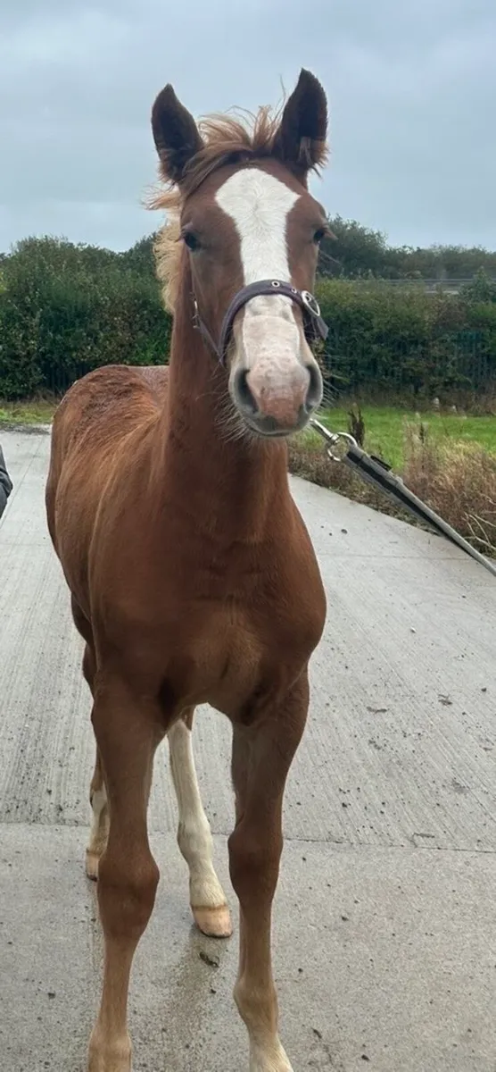 Irish draught Filly foal - Image 1
