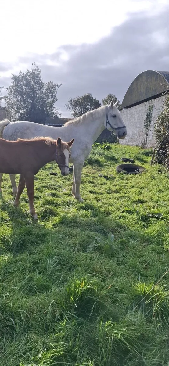 Irish draught Filly foal - Image 2