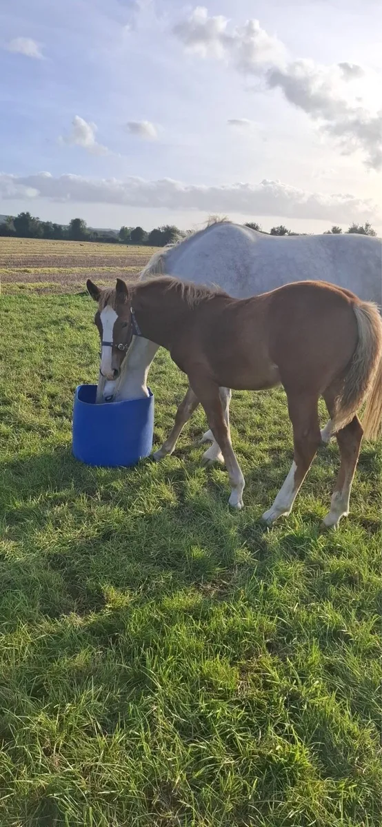 Irish draught Filly foal - Image 3