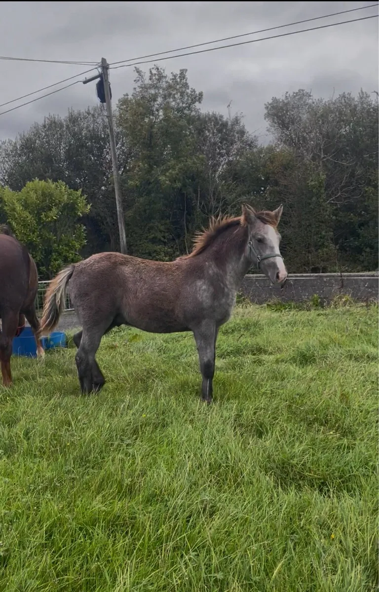 RID Colt foal for sale - Image 1