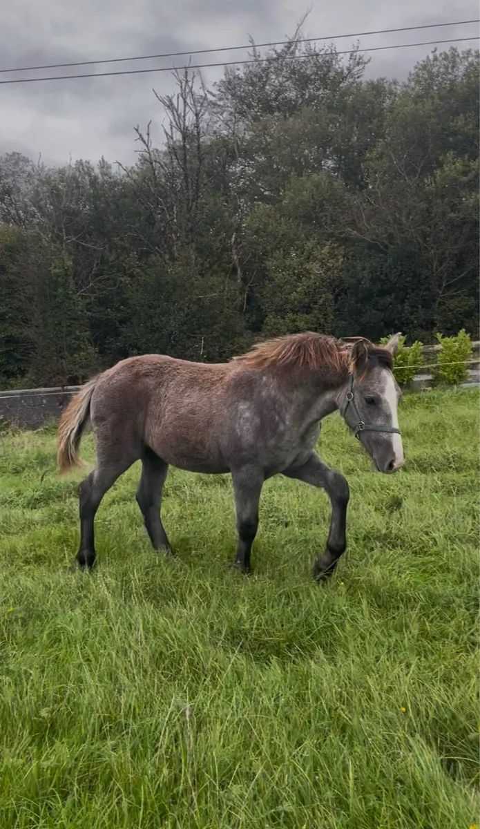 RID Colt foal for sale - Image 2