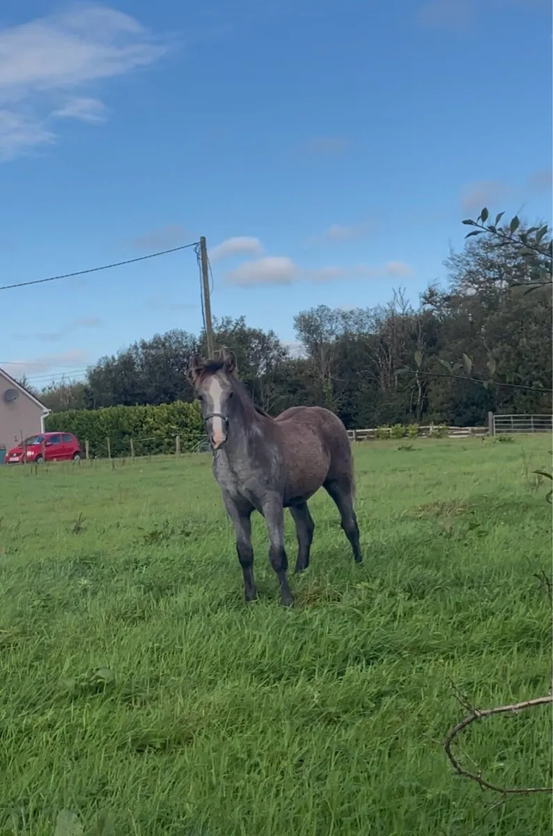 RID Colt foal for sale - Image 3