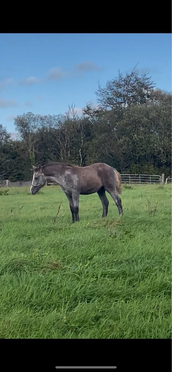 RID Colt foal for sale - Image 4