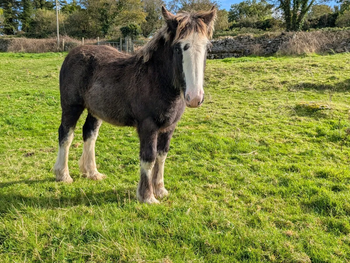 Filly foal heavy and hairy - Image 1