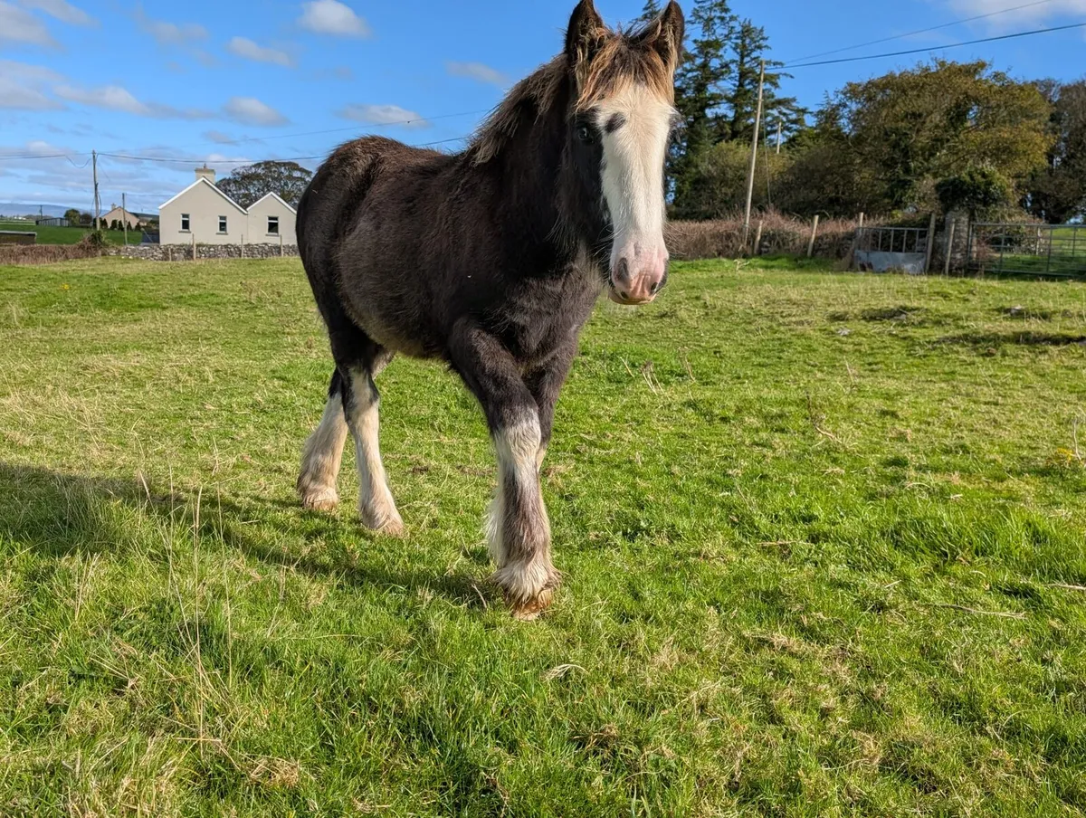Filly foal heavy and hairy - Image 2