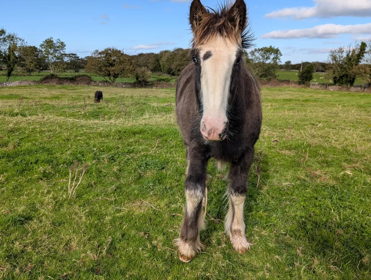 Filly foal heavy and hairy - Image 3