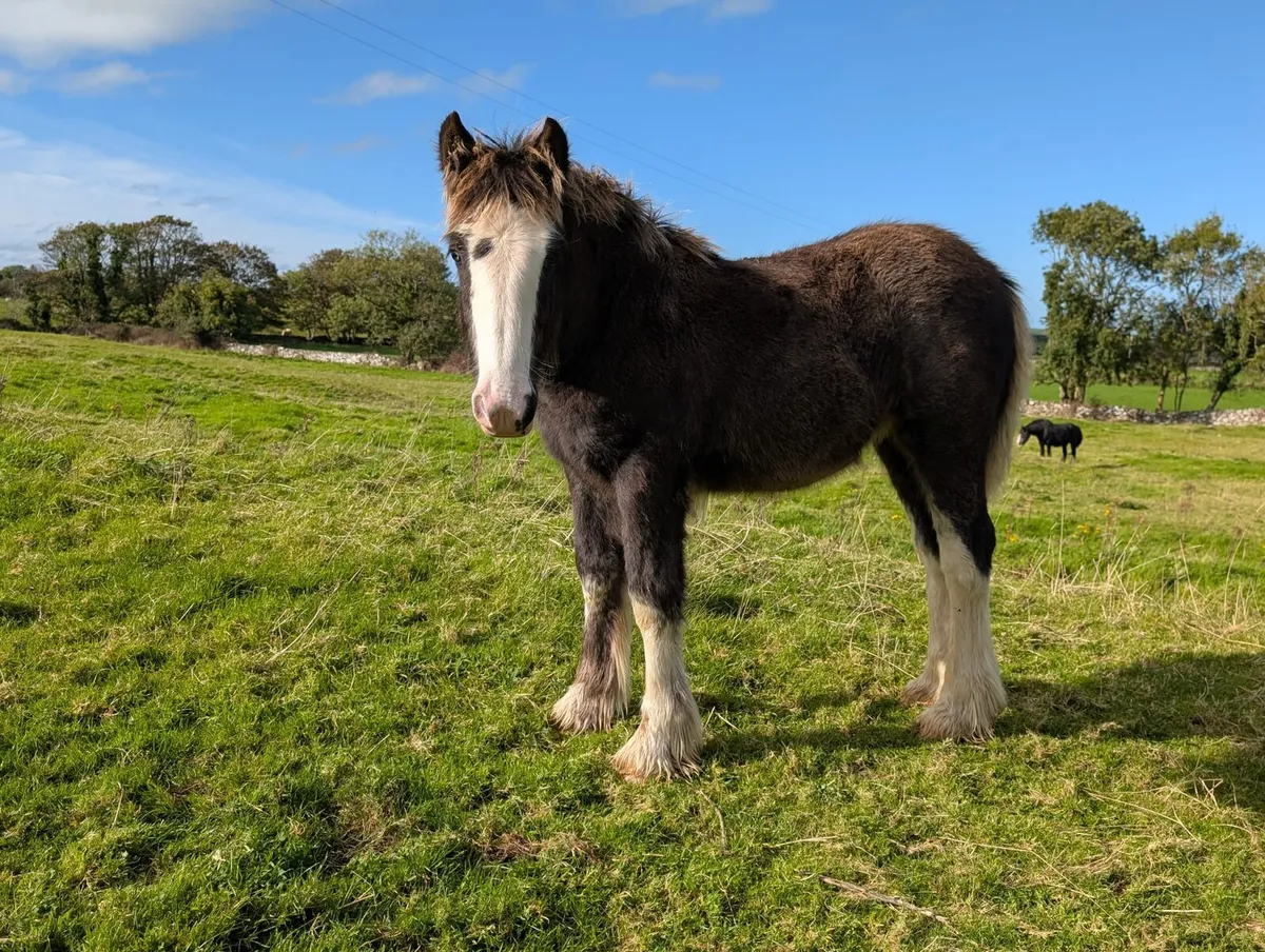 Filly foal heavy and hairy - Image 4