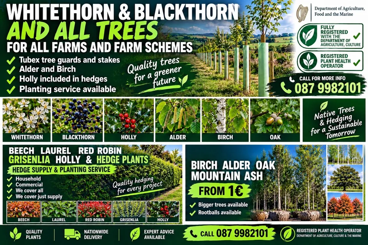 🇮🇪Holly Whitethorn beech oak free delivery