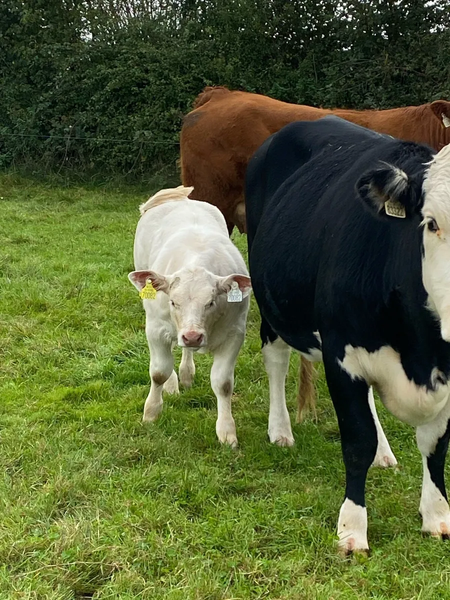 Purebred Charolais heifer and Cow - Image 1
