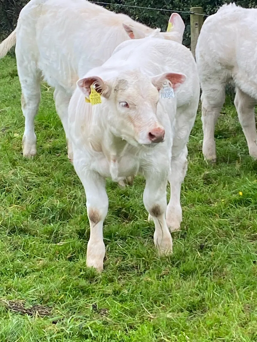 Purebred Charolais heifer and Cow - Image 4