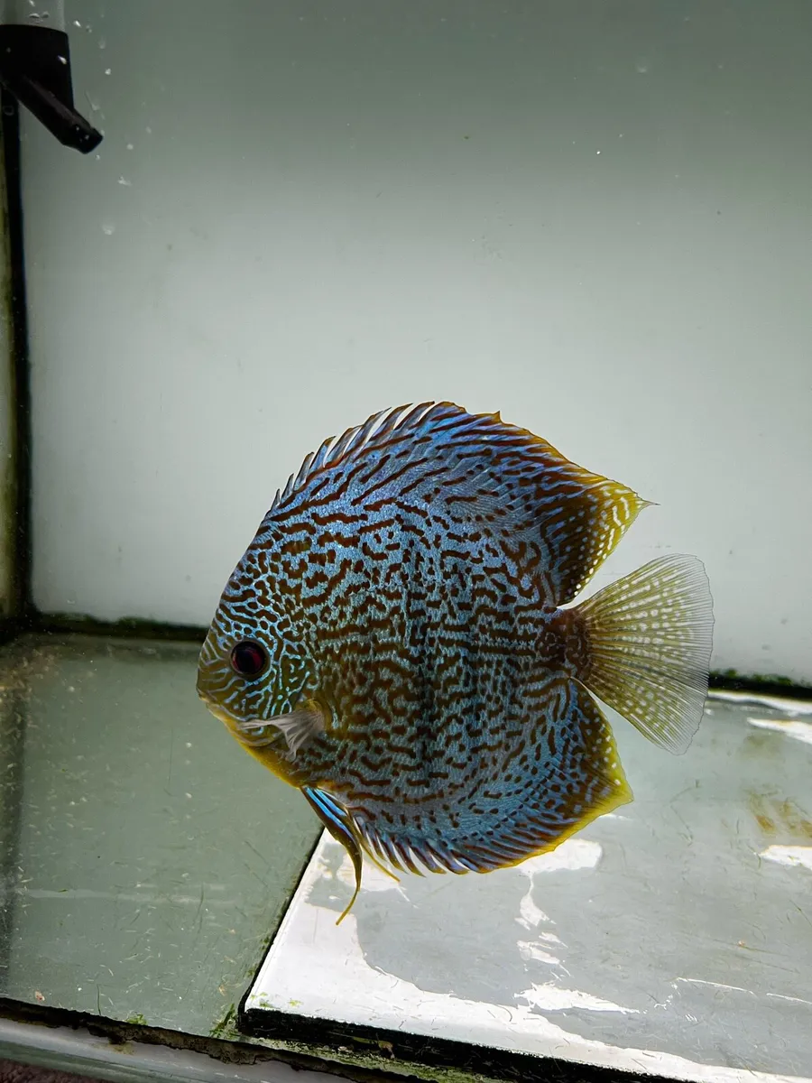 Fish - Image 1