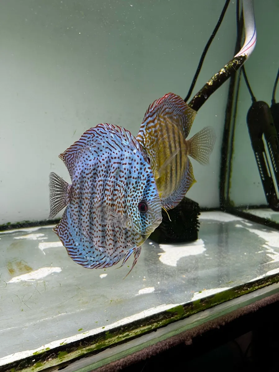 Fish - Image 2
