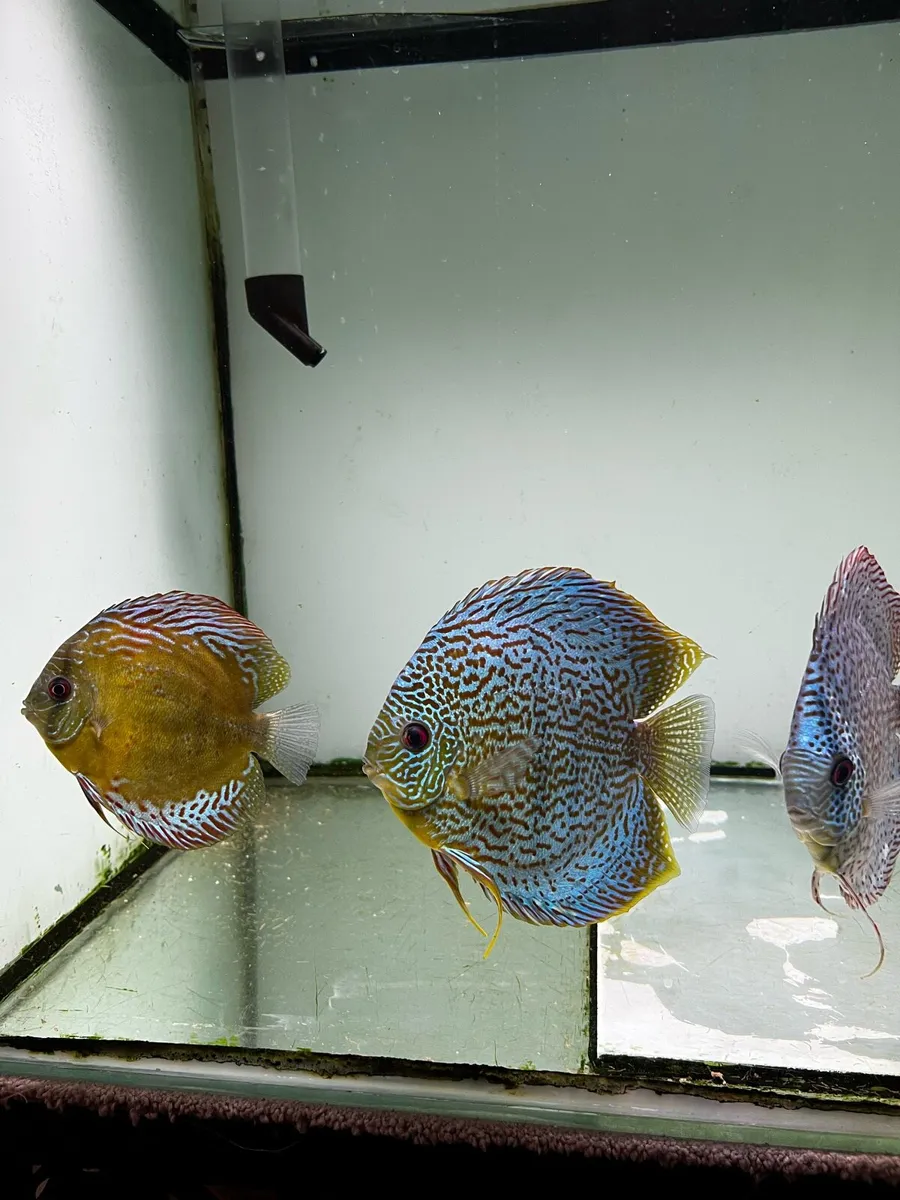Fish - Image 3