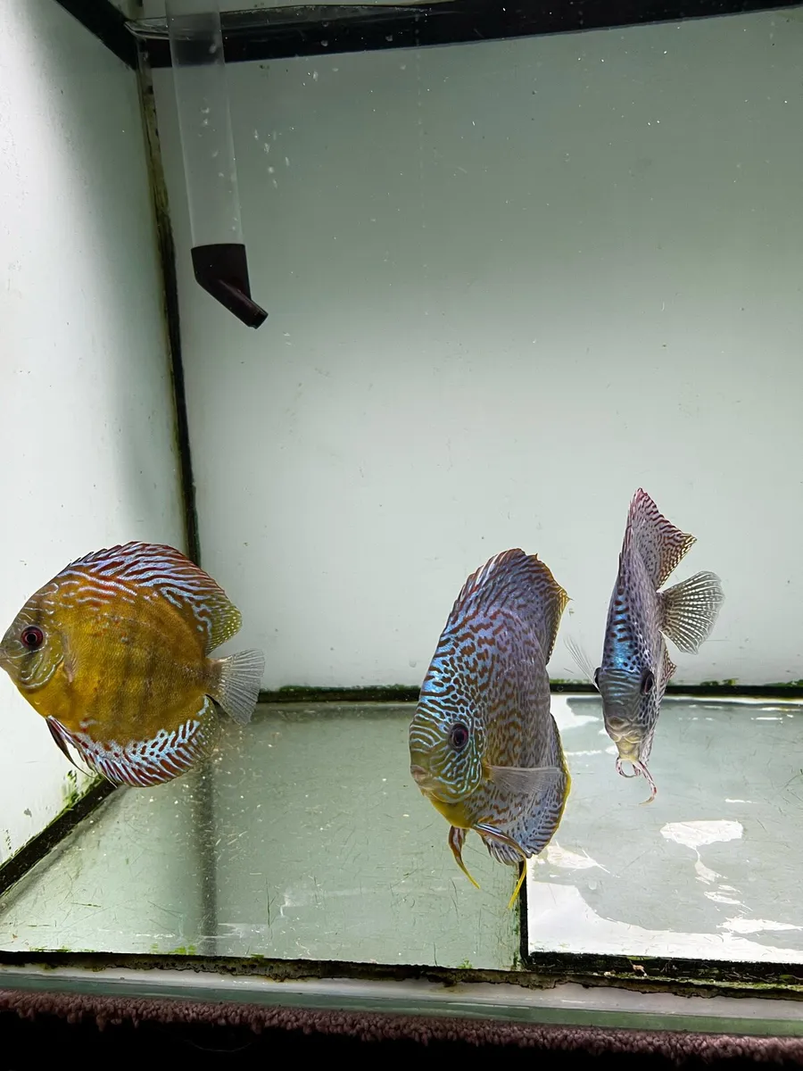 Fish - Image 4