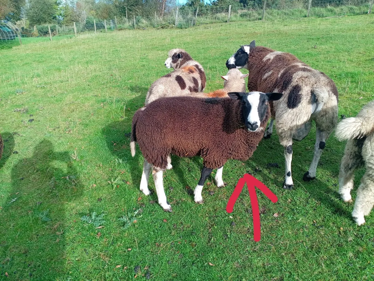 Sheep - Image 1