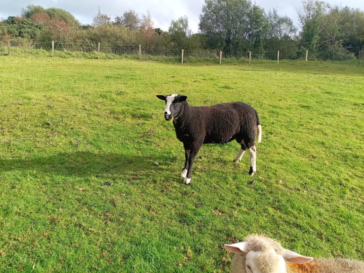 Sheep - Image 2