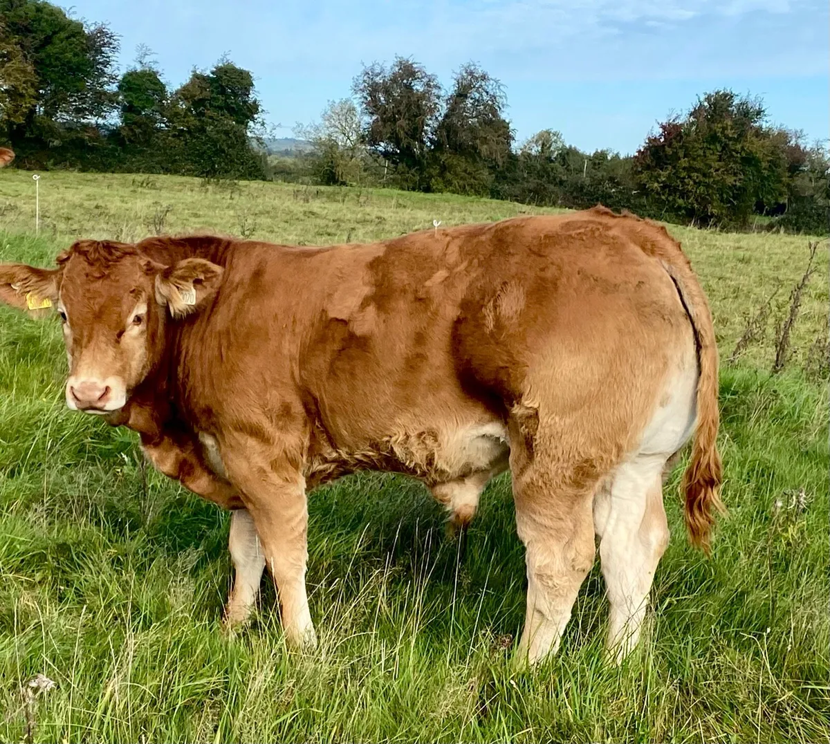 Exceptional Quality Vantastic Bull - Image 1