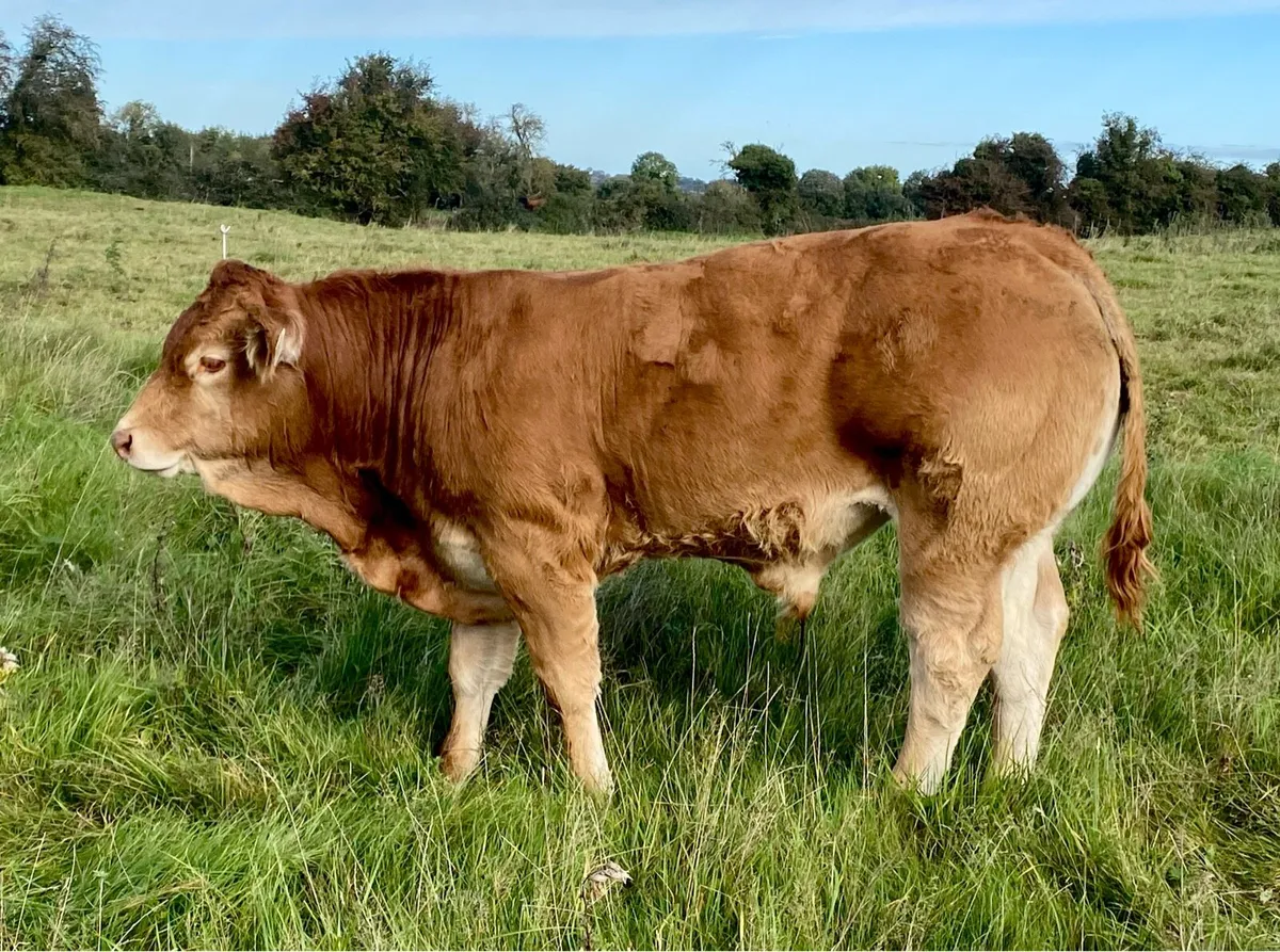 Exceptional Quality Vantastic Bull - Image 2