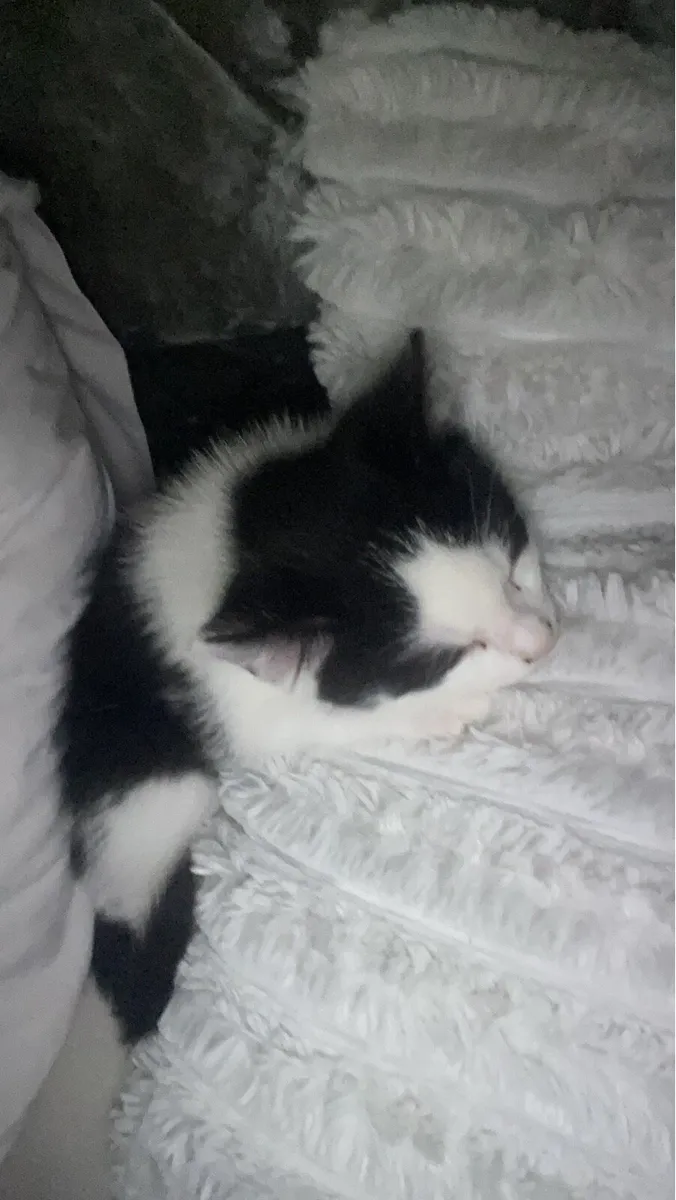 Kitten - Image 1