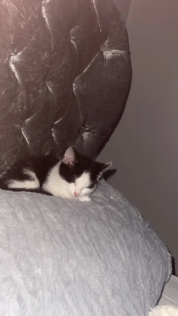Kitten - Image 2