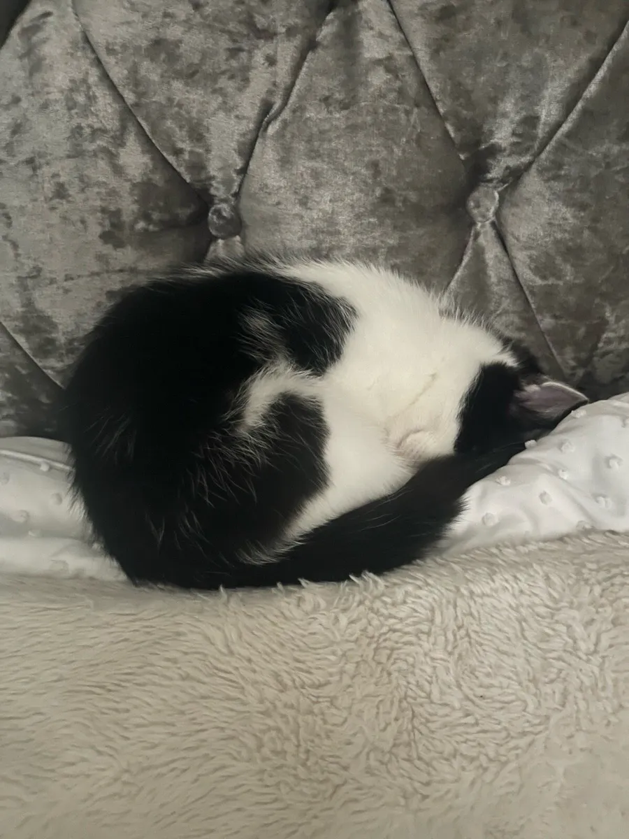 Kitten - Image 3
